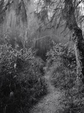 Ağaçlar ve çalılarla kaplı karanlık bir orman yolu. Sahne ürkütücü ve gizemli.