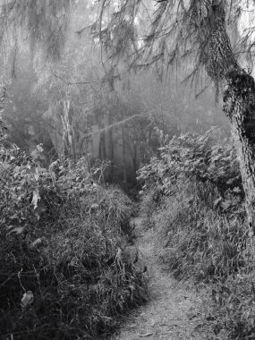 Ağaçların ve çalıların olduğu bir orman yolu.