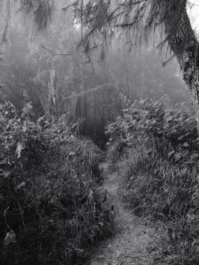 Ağaçların ve çalıların olduğu bir orman yolu.