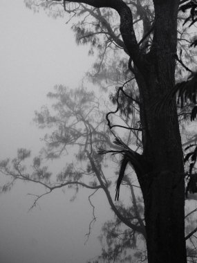 Ağacın gövdesi kırılmış ve birkaç dalı var. Ağaç sisle çevrili.