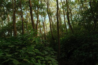 Ağaçları ve çalıları olan bir orman. Orman hayat dolu ve huzurlu bir yer.