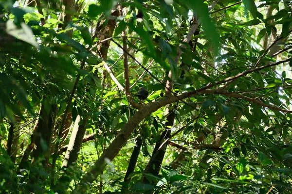 Yeşil yapraklı bir ağaç ve dalda oturan bir kuş. Kuş küçük ve siyah.