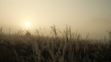 Gökyüzünde güneşi olan uzun bir çimen tarlası.