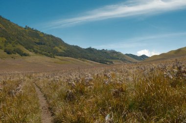 Arka planda açık mavi gökyüzü olan uzun bir çimen tarlası. Gökyüzü bulutlarla kaplı, ortama huzurlu ve huzurlu bir atmosfer veriyor.