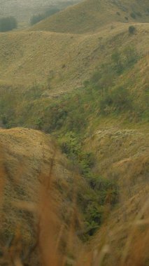 Ortasında bir ağaç olan bir yamaç. Yamaçta çimenler ve ağaçlar var.