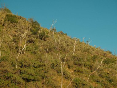 Birkaç ağacı ve mavi gökyüzü olan bir yamaç. Ağaçlar çıplak ve tepe çimlerle kaplı.