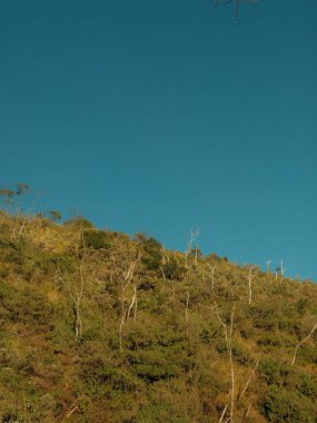 Mavi gökyüzü ve ağaçları olan bir dağ. Ağaçlar yeşil ve kahverengi.