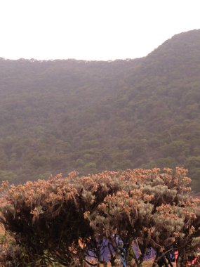 Kahverengi yapraklı bir ağaç bir dağın önündedir. Dağ ağaçlarla kaplı ve gökyüzü bulutlu.