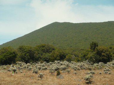 A mountain is in the background of a field of trees clipart