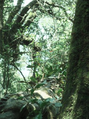 Bir ağaç gövdesi yosunla kaplıdır ve yeşil yapraklarla çevrilidir. Huzur ve doğal güzellik kavramı