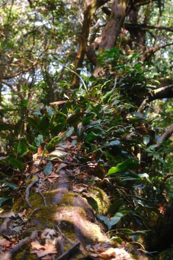 Yosun ve yapraklarla kaplı bir ağaç gövdesi. Ağaç diğer ağaçlar ve bitkilerle çevrilidir.