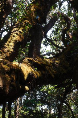 Üzerinde yosun yetişen bir ağaç. Yosun yeşil ve sarı