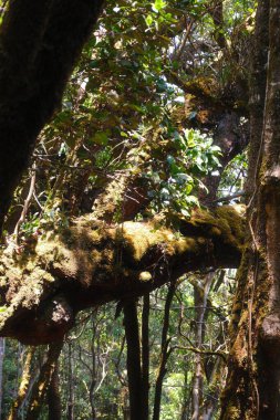 Üzerinde yosun yetişen bir ağaç. Yosun yeşil ve kahverengi.