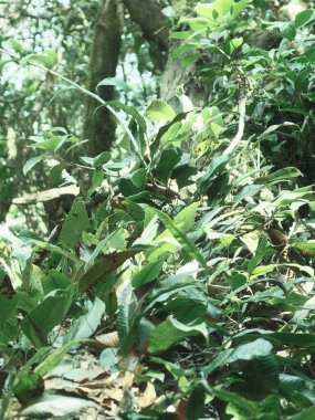 Önünde bir ağaç olan yemyeşil bir orman.