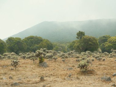 Arka planda dağ olan bir ağaç tarlası. Gökyüzü bulutlu ve ağaçlar seyrek.