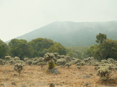 Arka planda dağ olan bir ağaç tarlası. Gökyüzü bulutlu ve ağaçlar kuru.