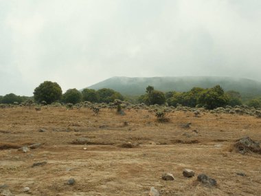 Uzakta birkaç ağaç olan çorak bir tarla. Gökyüzü bulutlu ve atmosfer biraz kasvetli.