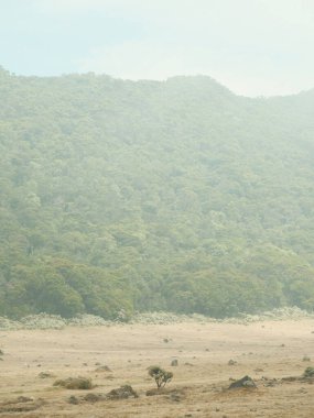 Arkasında orman olan bir dağ sırası. Gökyüzü bulutlu ve ağaçlar yeşil