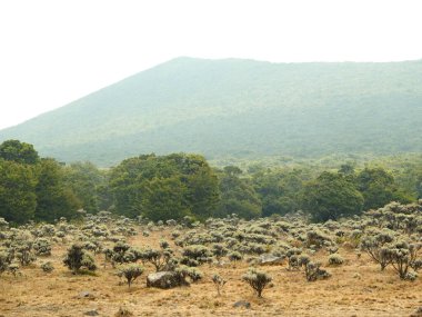 Uzakta geniş bir dağ sırası görülebilir, ön planda ağaçlardan oluşan bir alan vardır. Gökyüzü bulutlu, sahneye kasvetli bir hava katıyor.