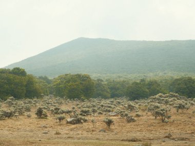 Arka planda dağ olan bir çim tarlası. Gökyüzü bulutlu ve çimenler kuru.
