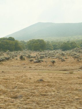 Arkasında dağ olan bir tarla. Tarla kuru ve çorak. Tarlaya dağılmış birkaç ağaç var.