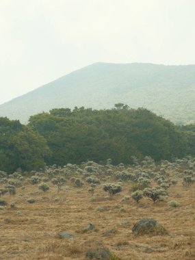 Arka planda dağ olan bir ağaç tarlası. Ağaçlar seyrek ve gökyüzü bulutlu.