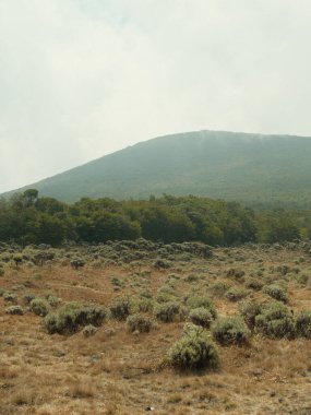 Arka planda dağ olan bir çim tarlası. Gökyüzü bulutlu ve çimenler kuru.