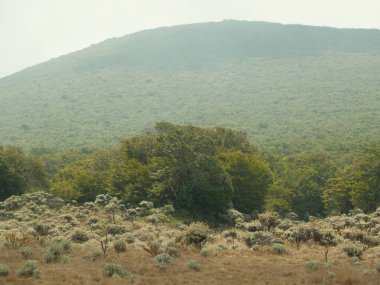 Ağaçları ve çalıları olan yemyeşil bir yamaç. Gökyüzü bulutlu ve güneş görünmüyor.