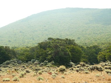 Arka planda orman olan bir yamaç. Ağaçlar yeşil ve gökyüzü bulutlu