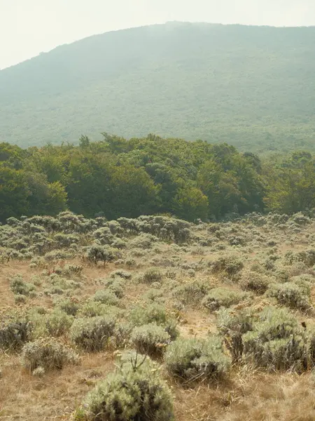 Arka planda dağ olan bir çim tarlası. Çimler kuru ve kahverengidir ve gökyüzü bulutludur. Manzara kasvetli ve ıssız.