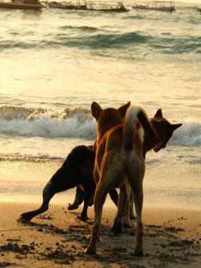 Kumsalda iki köpek oynuyordu. Biri kahverengi bir köpekti. Sırtında beyaz bir leke vardı.
