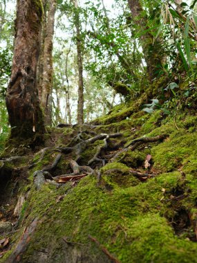 Ağaç gövdesi ve bir sürü kökü olan yosunlu bir orman. Yosun yeşil ve ağaç gövdesi kahverengi.