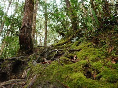 Ağaç gövdesi ve bir sürü yeşil bitkisi olan yosunlu bir orman. Yosun toprağı ve ağaçları kaplıyor.
