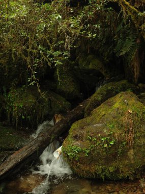 Bir su akıntısı yosunlu bir kayanın üzerinden akar. Su temiz, yosun da yeşil. Huzurlu ve huzurlu bir sahne.