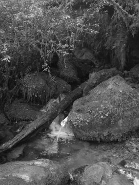 İçinde kütük olan bir derenin siyah beyaz fotoğrafı. Su bulanık ve kütük kısmen batmış gibi göründüğü için fotoğrafın karamsar ve gizemli bir havası var.