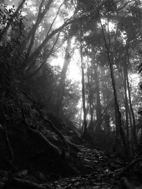 Ağaçları ve yolu olan karanlık bir orman. Sahne gizemli ve ürkütücüdür. Ağaçlar uzun ve yoğun, patika dar ve dolambaçlı. Ormanın karanlığı bir belirsizlik ortamı yaratır.