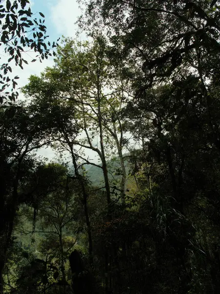 A forest with a tree in the middle. The tree is tall and has a lot of leaves. The sky is blue and the sun is shining