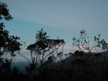 Gökyüzü karanlık ve ağaçlar dağlara karşı siluet içinde.