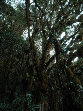 Yosun ve yapraklarla kaplı bir ağaç. Ağaç diğer ağaçlar ve bitkilerle çevrilidir. Görüntüde huzur ve sakinlik havası var.