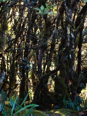 Ağaçlarda yosun yetişen bir orman. Yosun yeşil ve kahverengidir. Ağaçlar uzun ve yapraklı.