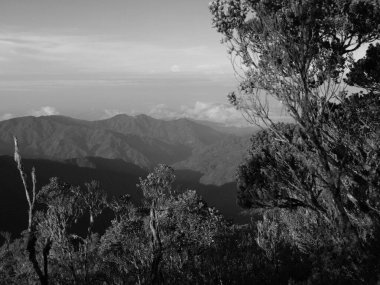 Önünde ağaç olan bir dağ sırasının siyah beyaz fotoğrafı. Sahne huzurlu ve huzurlu, çünkü izleyiciler doğanın güzelliğini uzaktan takdir edebiliyorlar.