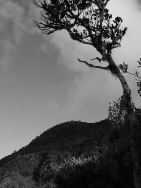 Görüntüde görünen tek şey bir ağaçtır. Gökyüzü bulutlu ve ağaç uzun.