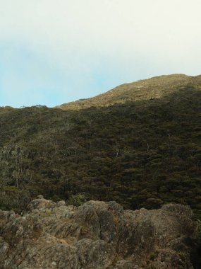 Tepesinde orman olan bir dağ. Gökyüzü mavi ve güneş parlıyor. Dağ ağaçlarla kaplı ve gökyüzü berrak