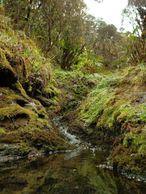 Küçük bir su akıntısı bir ormanın içinden akar. Su temiz ve çevresi yemyeşil.