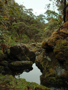Küçük bir gölet kayalar ve ağaçlarla çevrilidir. Su durgun ve sakin. Huzurlu ve huzurlu bir sahne.