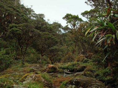 Bir sürü ağacı ve küçük bir deresi olan bir orman.