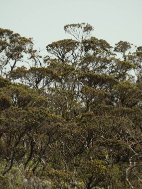 Çoğunlukla kahverengi ağaçlarla kaplı bir orman. Ağaçlar uzun ve bir sürü yaprakları var. Gökyüzü açık ve hiç yağmur izi yok.