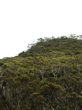 Arka planda açık mavi gökyüzü olan ağaçlarla kaplı bir yamaç. Ağaçlar gür ve yeşildir ve tepe kalın bir yaprak tabakasıyla kaplıdır. Huzurlu ve huzurlu bir sahne.