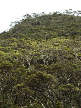Çoğunlukla kahverengi ağaçlarla dolu yemyeşil bir orman.