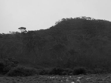 Üzerinde ağaç olan bir dağ. Gökyüzü bulutlu ve dağ ağaçlarla kaplı.